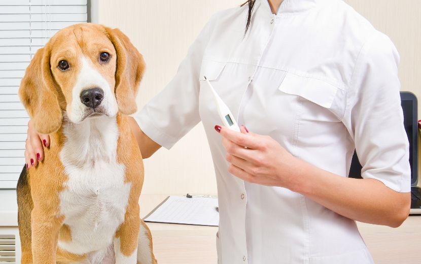 Termómetros para Cães